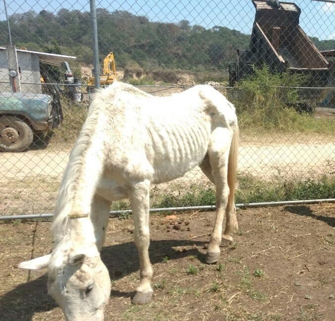 "Rocinante del Siglo XXI" Xalapa